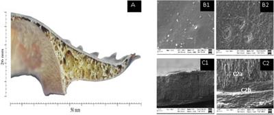 A New Marine Biomaterial: The Shell of Mangrove Horseshoe Crabs, Carcinoscorpius rotundicauda (Latreille, 1802) Emphasizing Its Physico-Chemical Characteristics